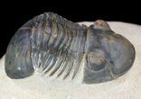 Paralejurus Trilobite Fossil - Foum Zguid, Morocco #53524-2